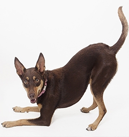 Australian Kelpie