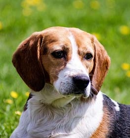 Beagle dog profile picture