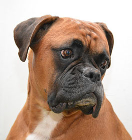 Boxer dog profile picture