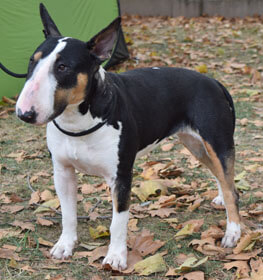 Bull Terrier