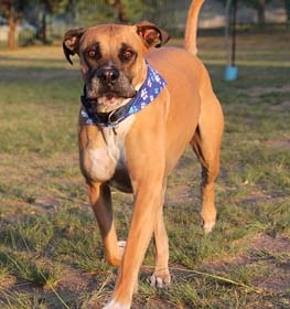 Bullmastiff