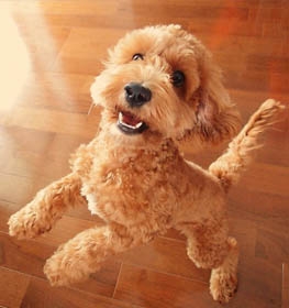 Cockapoo dog profile picture