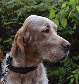 English Setter