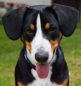 Entlebucher Mountain Dog dog profile picture
