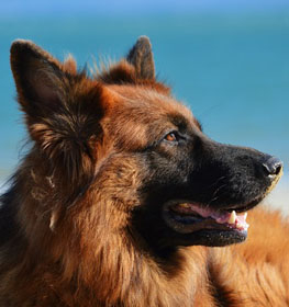 German Shepherd dog profile picture
