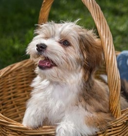 Havanese
