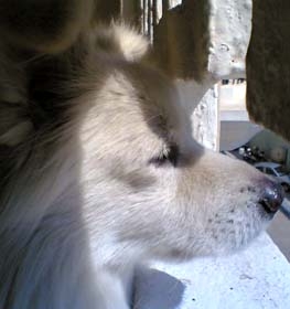 Indian Spitz (Greater)