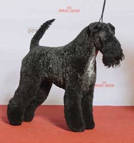 Kerry Blue Terrier