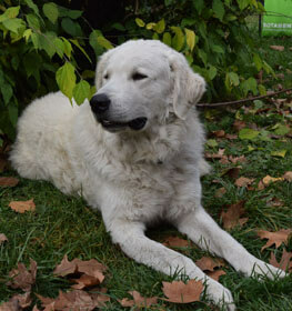 Kuvasz