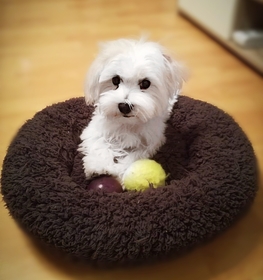 Maltese