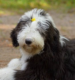 Old English Sheepdog