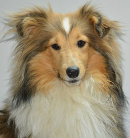 Shetland Sheepdog dog profile picture
