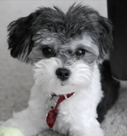 Shih Poo Fajtaleiras