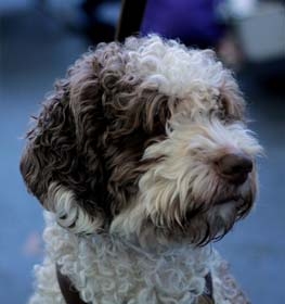 Spanish Water Dog
