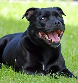 Staffordshire Bull Terrier