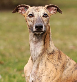 Whippet