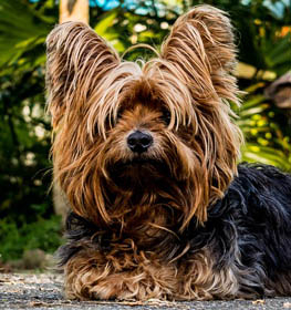 Yorkshire Terrier dog profile picture