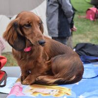 Brown Dachshund Long Haired