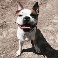 Smiling Frenchie Mix Boston Bulldog Terrier