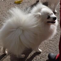 Happy German Spitz Dog After The Dog Show