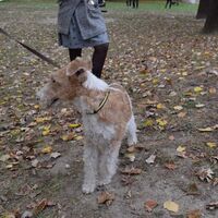 Brown And White Wire Fox Terrier