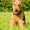 Airedale Terrier dog profile picture