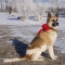 Akita dog profile picture