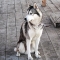 Alaskan Husky dog profile picture