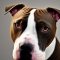 American Pit Bull Terrier dog profile picture