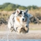 Australian Shepherd dog profile picture