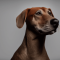 Black Mouth Cur dog profile picture