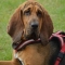 Bloodhound dog profile picture