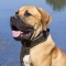 Boerboel dog profile picture