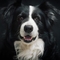 Border Collie dog profile picture