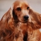 English Cocker Spaniel dog profile picture