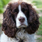 English Springer Spaniel dog profile picture