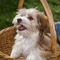 Havanese dog profile picture