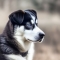 Labrador husky kutya profilkép