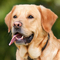 Labrador Retriever dog profile picture