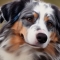 Miniature Australian Shepherd dog profile picture