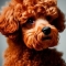 Miniature Poodle dog profile picture
