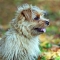 Norfolk Terrier dog profile picture