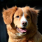 Nova Scotia Duck Tolling Retriever dog profile picture