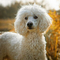Poodle dog profile picture