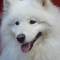Samoyed dog profile picture
