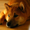 Shiba Inu dog profile picture