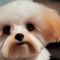Shichon dog profile picture