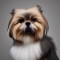 Shiranian kutya profilkép