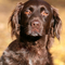 Small Munsterlander dog profile picture