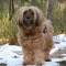 Tibetan Terrier dog profile picture